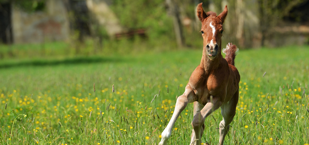 Alimentation du poulain : Quels sont ses besoins dès la naissance ?