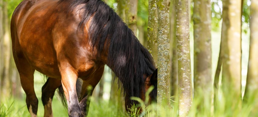 Comment nourrir un cheval après un épisode de fourbure ?