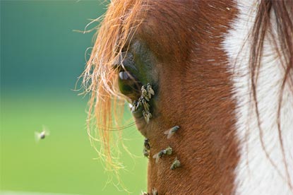 La conjonctivite chez les chevaux