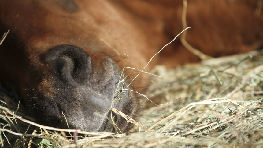 La dentition des chevaux pour une bonne digestion des fibres 