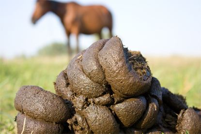 Diarrhées chez le cheval