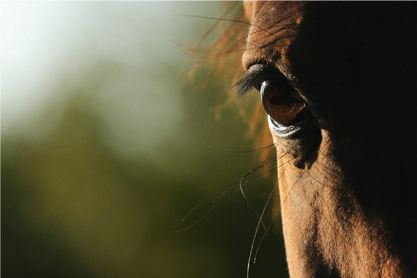 La retraite du cheval