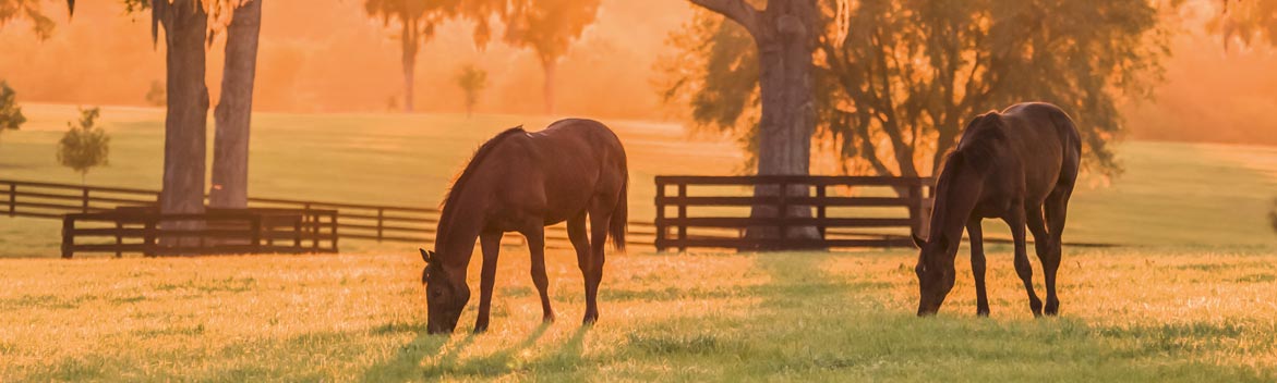 Horloge biologique chez le cheval : Quels sont les facteurs qui influencent la vie de nos chevaux ? 