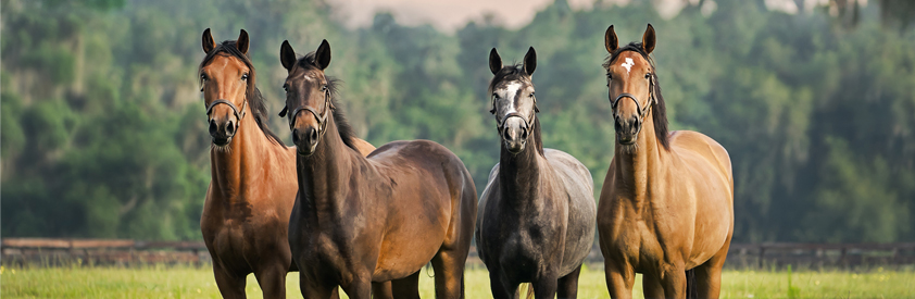 La retraite du cheval