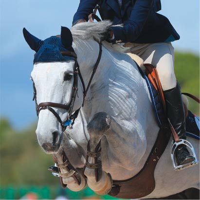 La récupération du cheval