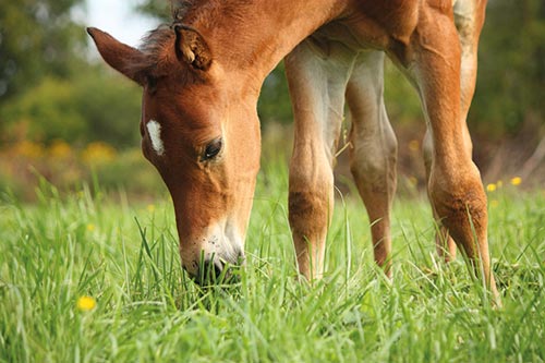 Les maladies chez les poulains