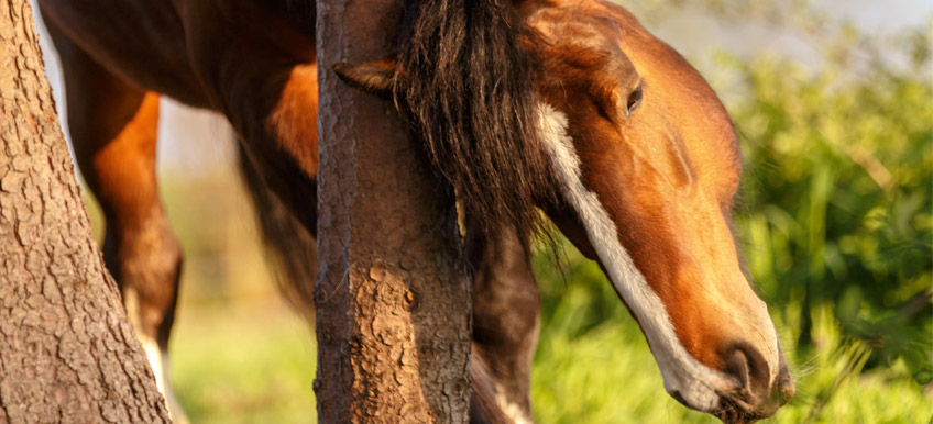 Quelles sont les solutions pour protéger mon cheval des insectes cet été ?