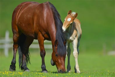 alimentation chevaux