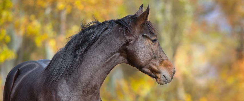 Parasites chez le cheval : Comment mener une « guerre » efficace contre les vers ? 