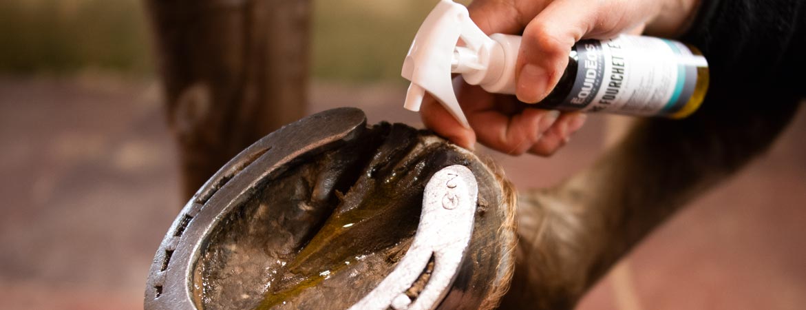 Pourriture des fourchettes chez le cheval : comment l’éviter ?