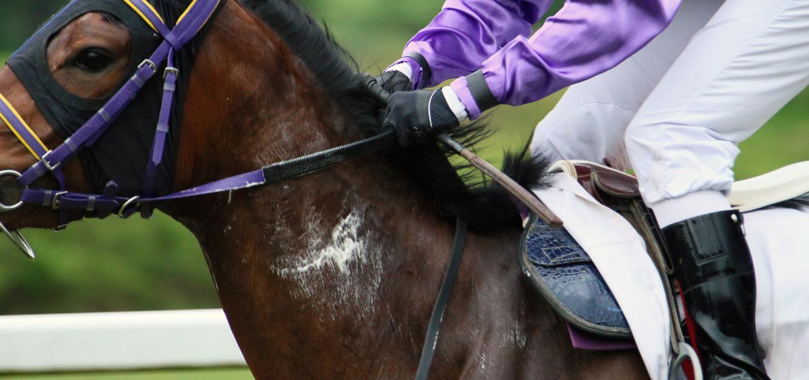 Quel est l’intérêt de donner des électrolytes à mon cheval ?