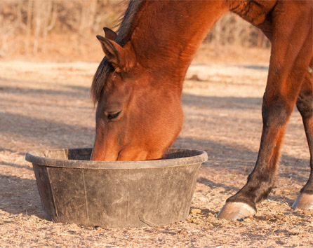 unité de mesure ration chevaux