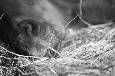 stress du cheval