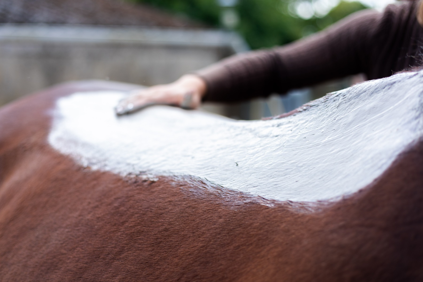 Soins et santé du cheval : Pourquoi et comment utiliser l’argile ?