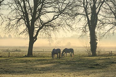 Comment gérer la boue dans les paddocks des chevaux ?