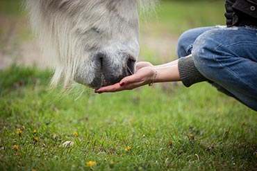 L’apport d’huile a-t-il un intérêt dans la ration des chevaux ?