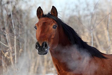  Quelles mesures alimentaires dois-je mettre en place pour mon cheval emphysémateux ? 