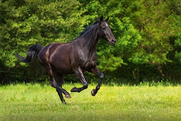 Comment interpréter le bilan sanguin de mon cheval ? 