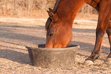 Faire le point sur sa ration ou comment résoudre le casse-tête des kilos et des litres !