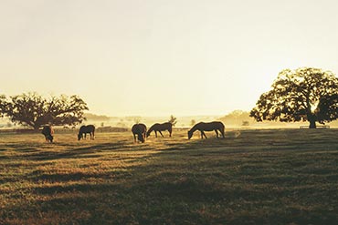 Quels sont les effets bénéfiques des haies sur le confort des chevaux ? 