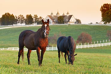 Les 7 règles d’or pour faire maigrir son cheval !