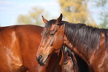 Quelles sont les précautions à prendre chez un cheval fourbu ? 