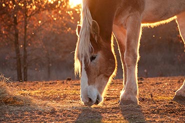 Alerte : mon cheval est victime d’une fourbure !