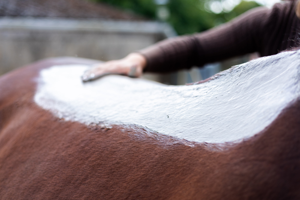 Soins et santé du cheval : Pourquoi et comment utiliser l’argile ?    