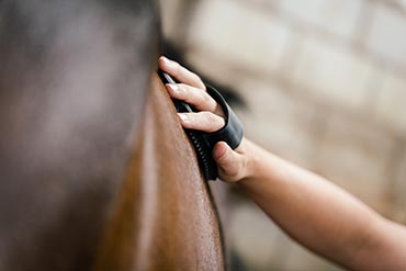 Je n’arrive pas à faire grossir mon cheval, comment faire ? 