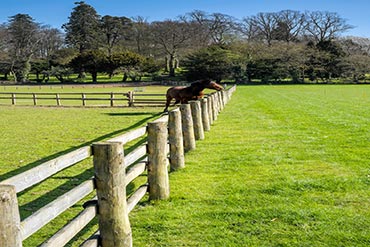 La haie pour élever vos chevaux ? 