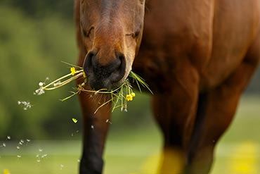 Apporter des fibres : un impact sur la réduction des risques de coliques ou de diarrhées chez le cheval ? 