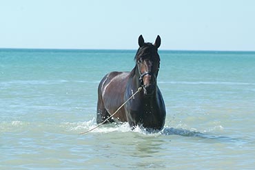 Comment bien préparer son cheval avant l'été ?