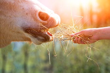 Quelle ration choisir en cas d’ulcères chez mon cheval ? 