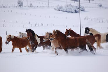 Mon cheval dans la neige !