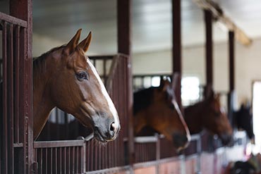 Comment nourrir un cheval emphysémateux ? 