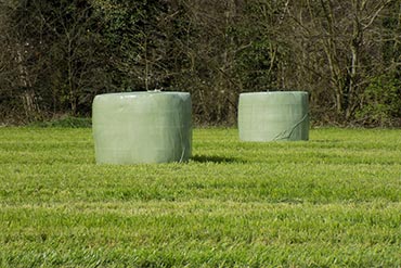 Remplacer le foin par de l’enrubanné : le bon choix pour mon cheval ? 