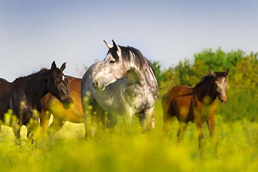 Cheval au pré : comment réussir une transition alimentaire vers l’herbe ? 