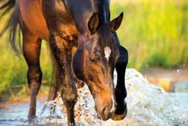 L’abreuvement ? Un indispensable pour la santé de nos chevaux !