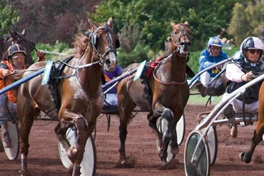 Nutrition et performance : Comment adapter la ration pour que mon cheval maintienne son poids de forme ? 