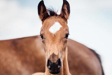 L’alimentation du cheval en croissance : une question d'équilibre !