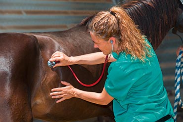 Comment réagir si mon cheval a une plaie cutanée ? 