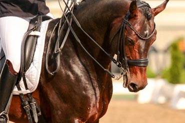 Comment le son de riz peut-il favoriser la prise de masse musculaire chez mon cheval ?