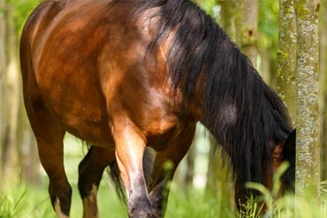 Comment nourrir un cheval après un épisode de fourbure ? 