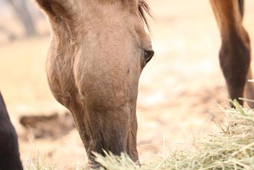 Diversité des fibres et leurs actions sur la digestion chez le cheval