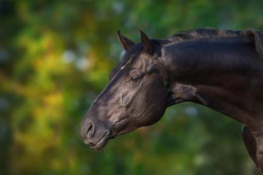 Équilibre de la ration : quelles sont les astuces pour que mon cheval ait une robe brillante ? 