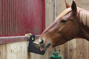 Est-il nécessaire de mettre une pierre à lécher à disposition de mon cheval ? 