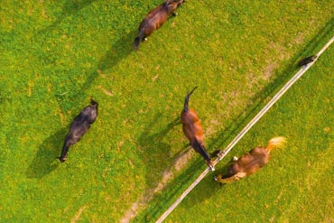 L’Herbomètre : un outil pour optimiser le pâturage des chevaux