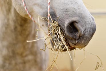 L’intérêt de l’alimentation sans céréales pour un cheval