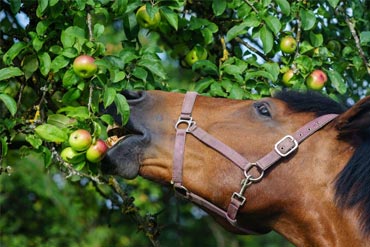 FOCUS NUTRITION EPISODE 1 : Le bouchon œsophagien chez le cheval