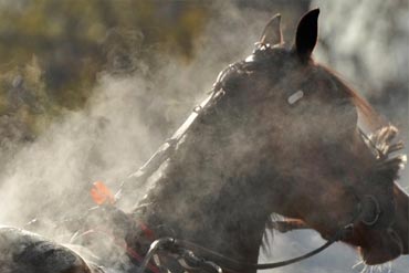 Le coup de chaleur chez le cheval